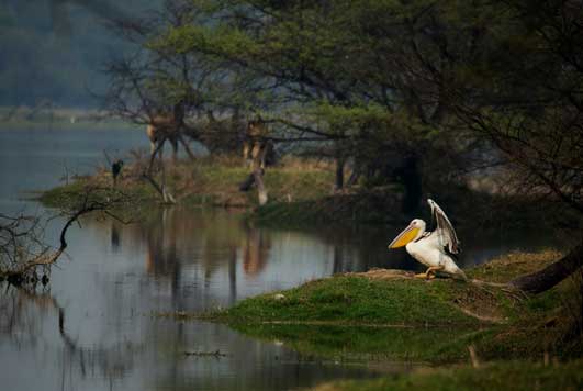 Bharatpur Tour Package Bharatpur Tour Package