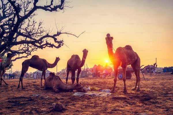 Short And Simple Jaisalmer Tour Package