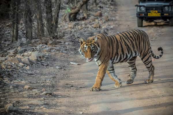 Thrilling Jaipur Ranthambore Tour Package Thrilling Jaipur Ranthambore Tour Package